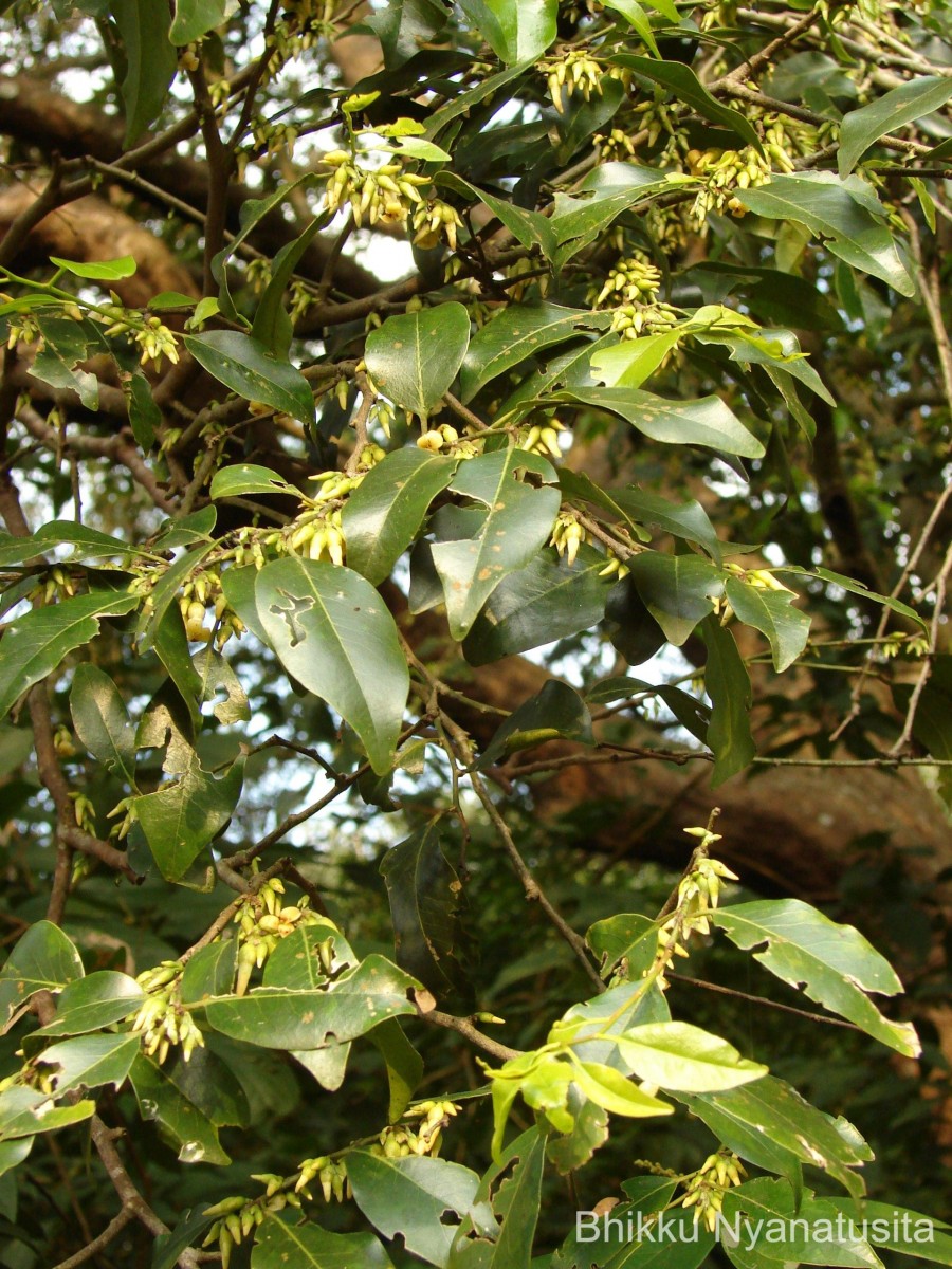 Diospyros oocarpa Thwaites